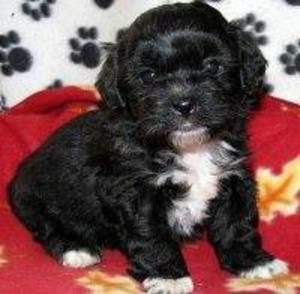 Meet your Posher, Jacinta